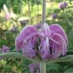 Phlomis purpurea Λουλούδι