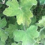 Pelargonium tomentosum Blatt