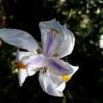 Dietes grandifloraЦвят