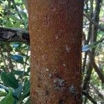 Luma apiculata ᱪᱷᱟᱹᱞᱤ