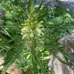 Pedicularis foliosa Kita