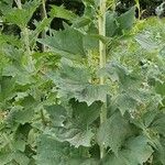 Arnoglossum atriplicifolium Leaf