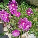 Delosperma cooperi Flower