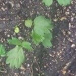 Fragaria × ananassa Φύλλο
