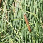 Typha capensis