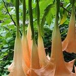 Brugmansia × candida Blomma