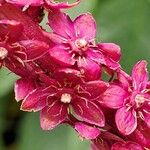 Phytolacca icosandra Flower