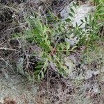 Pistacia lentiscus برگ