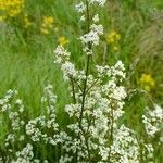 Galium borealeFlower