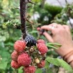 Rubus niveus Gyümölcs