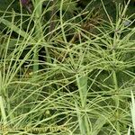 Equisetum × litorale Otro