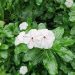 Catharanthus roseusKukka