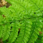 Dryopteris aemula Blad