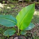 Heliconia stricta Leaf