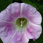 Calystegia silvatica 花