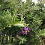 Solanum dulcamaraKukka