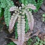 Adiantum hispidulum Leaf