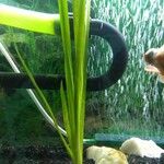Zostera marina Folha