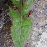 Sonchus oleraceus Leaf
