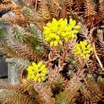 Petrosedum montanum Blüte