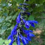 Salvia patensKvet