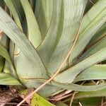 Yucca gloriosa Leaf