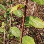 Crossopteryx febrifuga Leaf