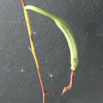 Epistephium sclerophyllum Fruto