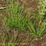 Isolepis cernua Агульны выгляд