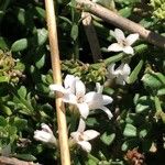 Asperula cynanchica Flower