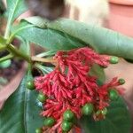 Rauvolfia serpentina Flower