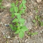 Toxicodendron radicans Листок