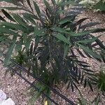 Mahonia fortunei Leaf