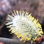 Salix atrocinerea Flor