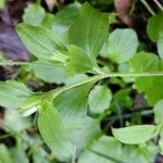 Moehringia trinervia Leaf