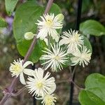 Clematis vitalbaBloem