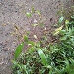 Mimulopsis glandulosa Hábito
