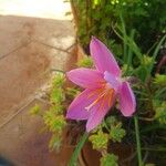 Romulea rosea Virág