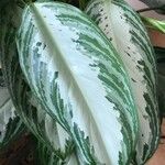 Aglaonema commutatumLeaf