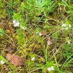 Euphrasia salisburgensis Habitatea