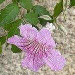 Podranea ricasoliana 花