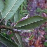 Rhododendron leptothrium