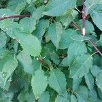 Prunus japonica 葉