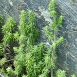 Galium maritimum Leaf