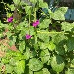 Stachytarpheta indica Feuille