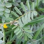 Hippocrepis biflora Leaf