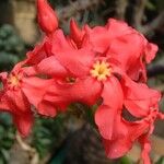 Pachypodium baronii Flor