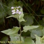 Arabidopsis cebennensis Άλλα