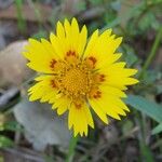 Coreopsis nuecensis Flor