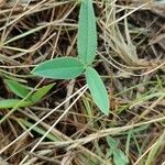 Trifolium montanum 葉